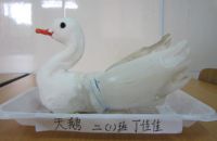 swan